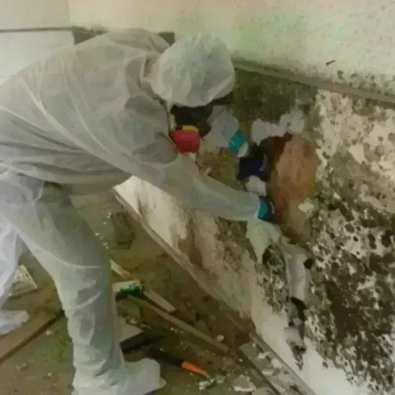 Mold Remediation and Removal in Obion County, TN